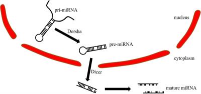 Research progress on the role and mechanism of miR-671 in bone metabolism and bone-related diseases